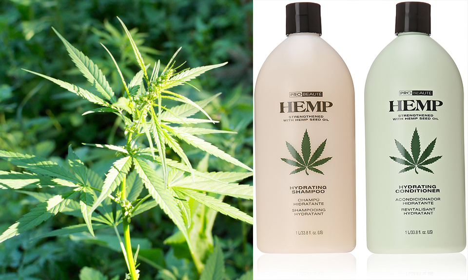Hemp Shampoo | For The Individuals Who Don’t Realize What Is Hemp?