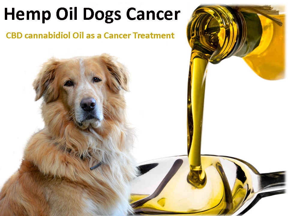 Hemp Oil Dogs Cancer